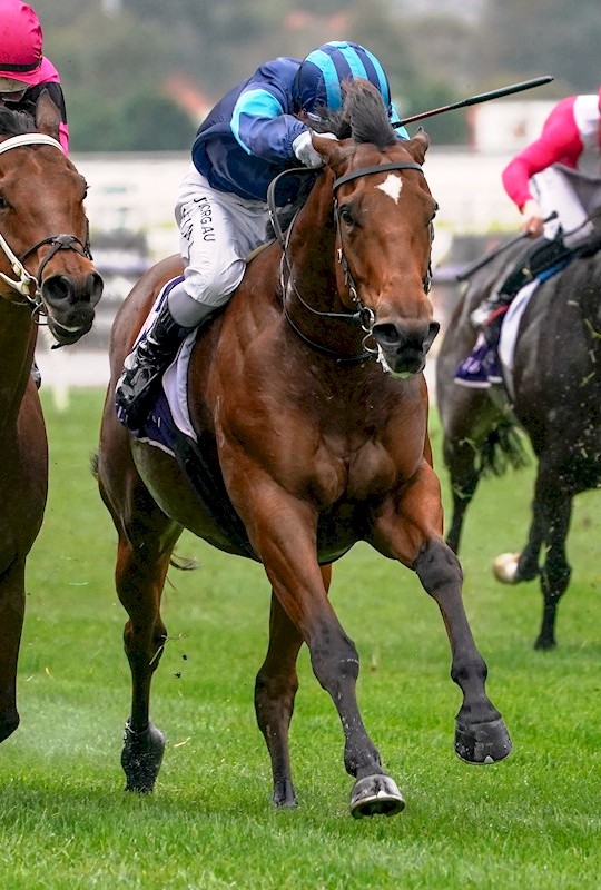 Alfa Oro, Flemington May 2020 Alfa Oro, Flemington May 2020